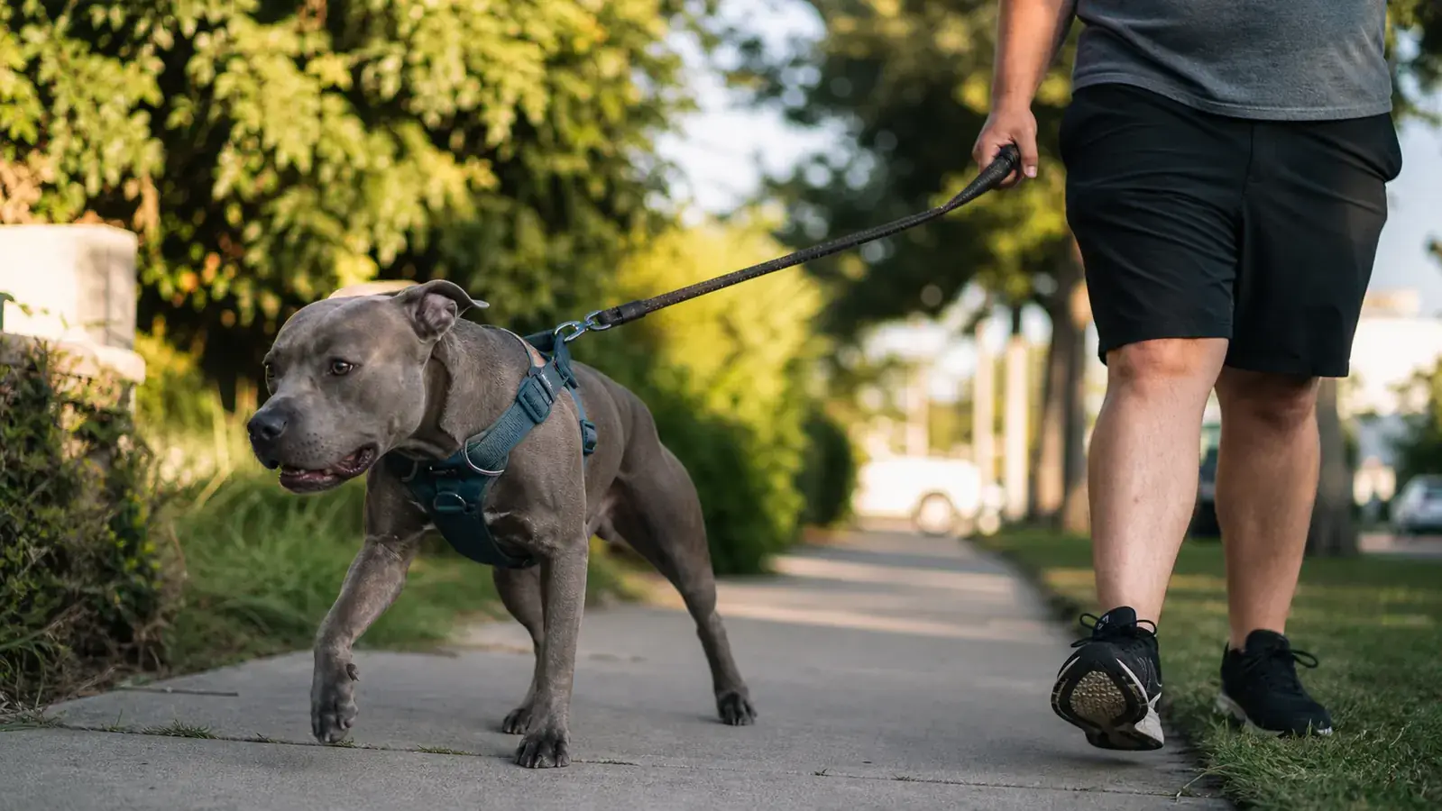 PetSafe Easy Walk Harness Review: 6 Months With a Chronic Puller