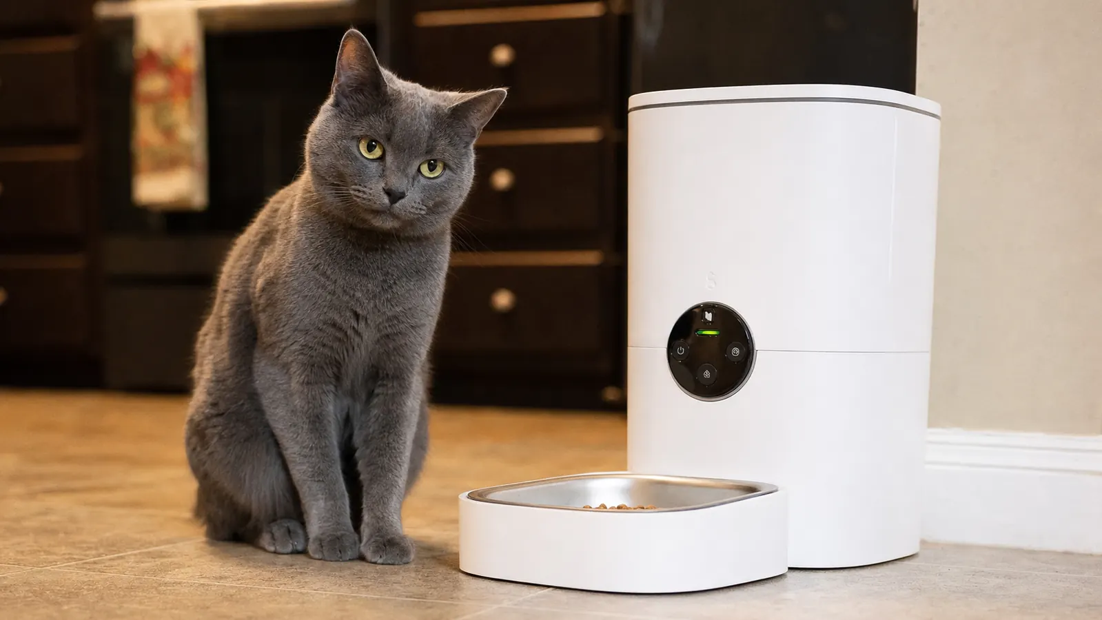 VOLUAS Automatic Feeder Honest Review: The Pros, the Cons, and the Verdict